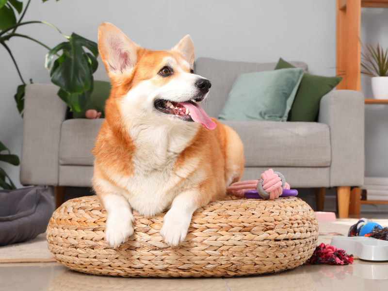 What’s the Difference Between a Pet Fee, Pet Deposit, and Pet Rent in Denver?